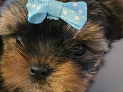 T-Cup Yorkshire Terrier puppies in Westmeath