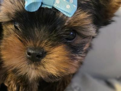 T-Cup Yorkshire Terrier