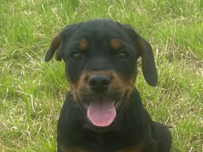 F1 Froodle puppies (Miniature Poodle x French Bulldog) in Wexford