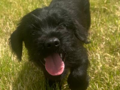 F1 Froodle puppies (Miniature Poodle x French Bulldog) in Wexford