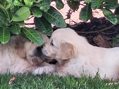 Stunning IKC Registered Golden Retrievers puppies in Wexford