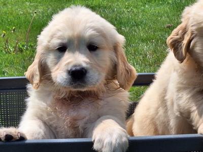 Stunning IKC Registered Golden Retrievers puppies in Wexford