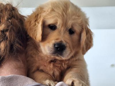 Stunning IKC Registered Golden Retrievers puppies in Wexford