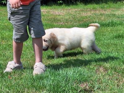 Stunning IKC Registered Golden Retrievers puppies in Wexford