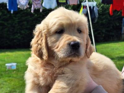 Stunning IKC Registered Golden Retrievers puppies in Wexford