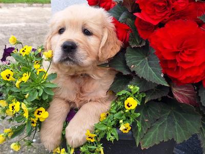 Stunning IKC Registered Golden Retrievers puppies in Wexford