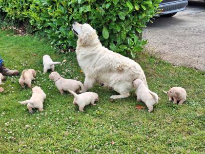 Stunning IKC Registered Golden Retrievers puppies in Wexford