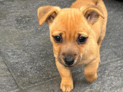 Jug/ Jack Russel
