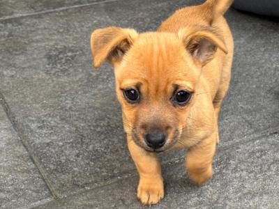 Female Jack Russell x Pug (Jug) puppy in Kerry
