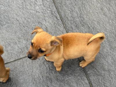 Jug/ Jack Russel