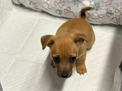 Jug/ Jack Russel