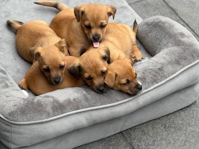 Jug/ Jack Russel