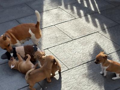 Jug/ Jack Russel