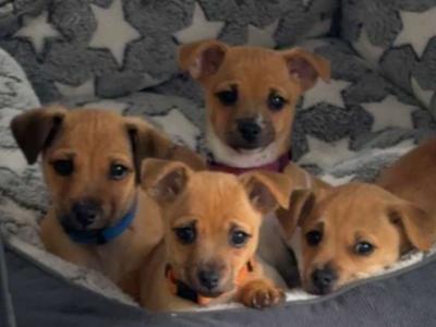 Jug/ Jack Russel