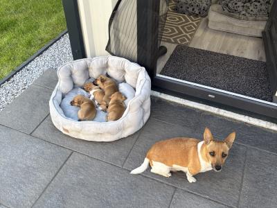 Jug/ Jack Russel