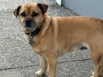 Jug/ Jack Russel