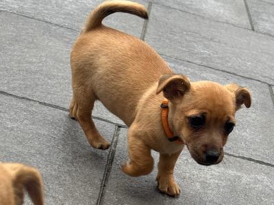 Jug/ Jack Russel