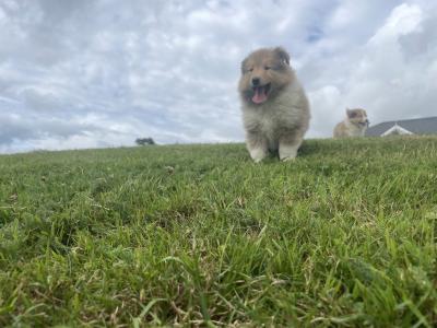 Gorgeous IKC Registered Rough Collie puppies in Wexford