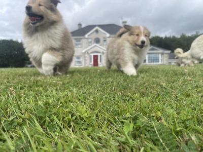 Gorgeous IKC Registered Rough Collie puppies in Wexford