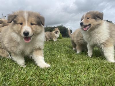 Gorgeous IKC Registered Rough Collie puppies in Wexford