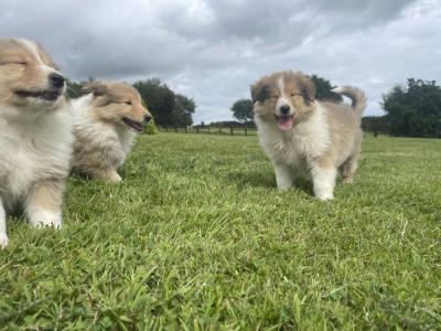 Gorgeous IKC Registered Rough Collie puppies in Wexford