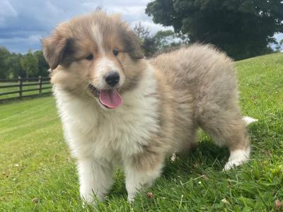 Gorgeous IKC Registered Rough Collie puppies in Wexford