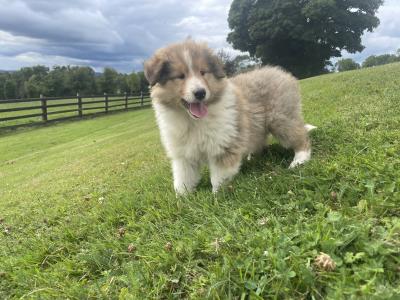Gorgeous Rough Collie pups