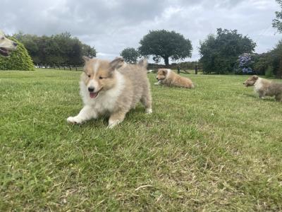 Gorgeous IKC Registered Rough Collie puppies in Wexford