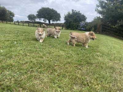 Gorgeous IKC Registered Rough Collie puppies in Wexford