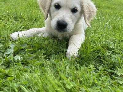 Male Golden Retriever puppies for sale in Offaly