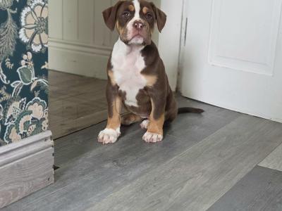 Last Chocolate tri female!!! Old English Bulldog puppies in Limerick