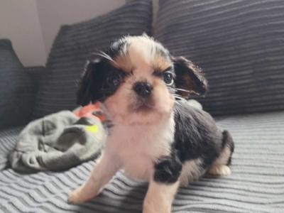 Cavalier King Charles Spaniel puppies in Leitrim