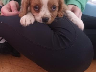 Cavalier King Charles Spaniel puppies in Leitrim