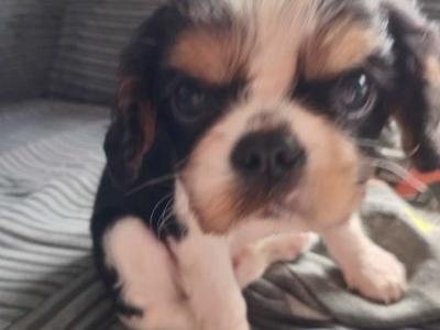 Cavalier King Charles Spaniel puppies in Leitrim
