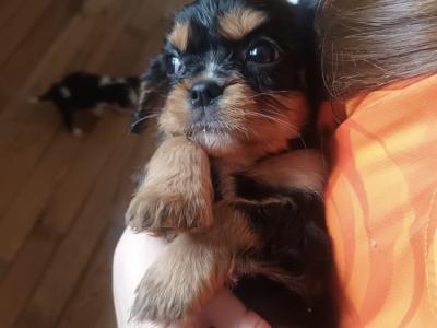 Cavalier King Charles Spaniel puppies in Leitrim