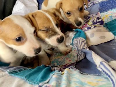 Jack Russell puppies in Wexford - call only