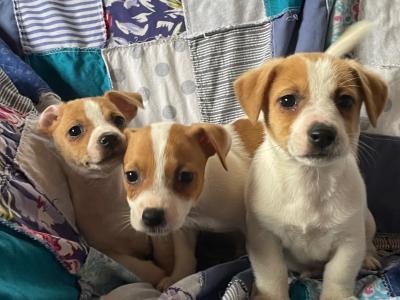 Jack Russell puppies in Wexford - call only