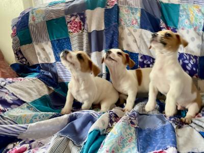 Jack Russell puppies in Wexford - call only