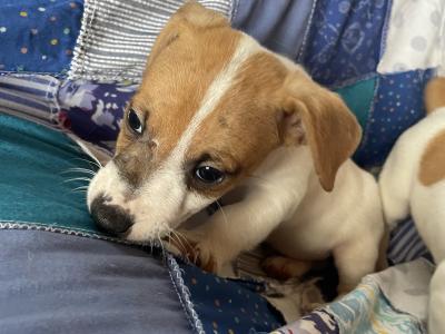 Jack Russell puppies in Wexford - call only
