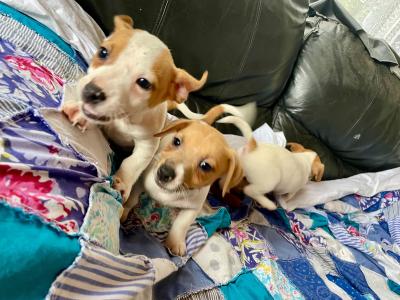 Jack Russell puppies in Wexford - call only