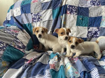 Jack Russell puppies in Wexford - call only