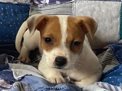 Jack Russell puppies in Wexford - call only