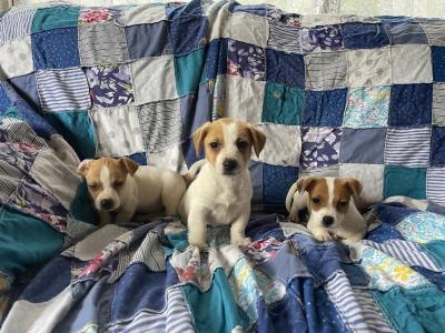 Jack Russell pups - call only