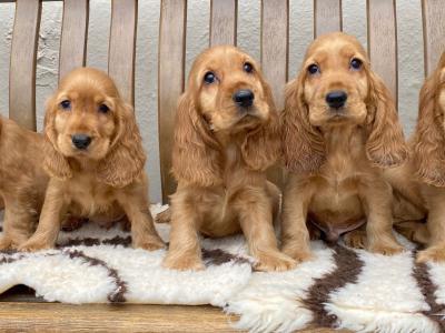 IKC Registered Cocker Spaniel puppies