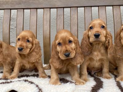 IKC Registered Cocker Spaniel puppies in Laois