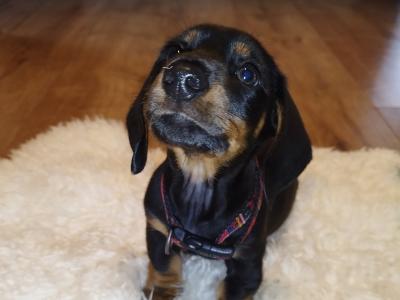 IKC Registered(pending) Black and Tan Miniature Dachshund puppies in Limerick
