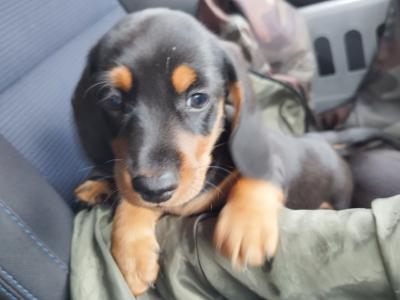 IKC Registered(pending) Black and Tan Miniature Dachshund puppies in Limerick