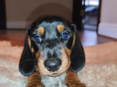 IKC Registered(pending) Black and Tan Miniature Dachshund puppies in Limerick