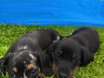 IKC Registered(pending) Black and Tan Miniature Dachshund puppies in Limerick