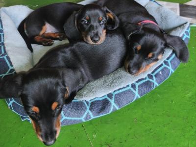 IKC Registered(pending) Black and Tan Miniature Dachshund puppies in Limerick